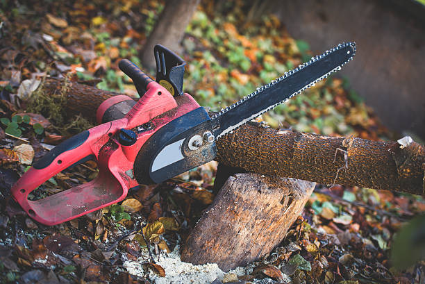 How Our Tree Care Process Works  in  Redmond, OR